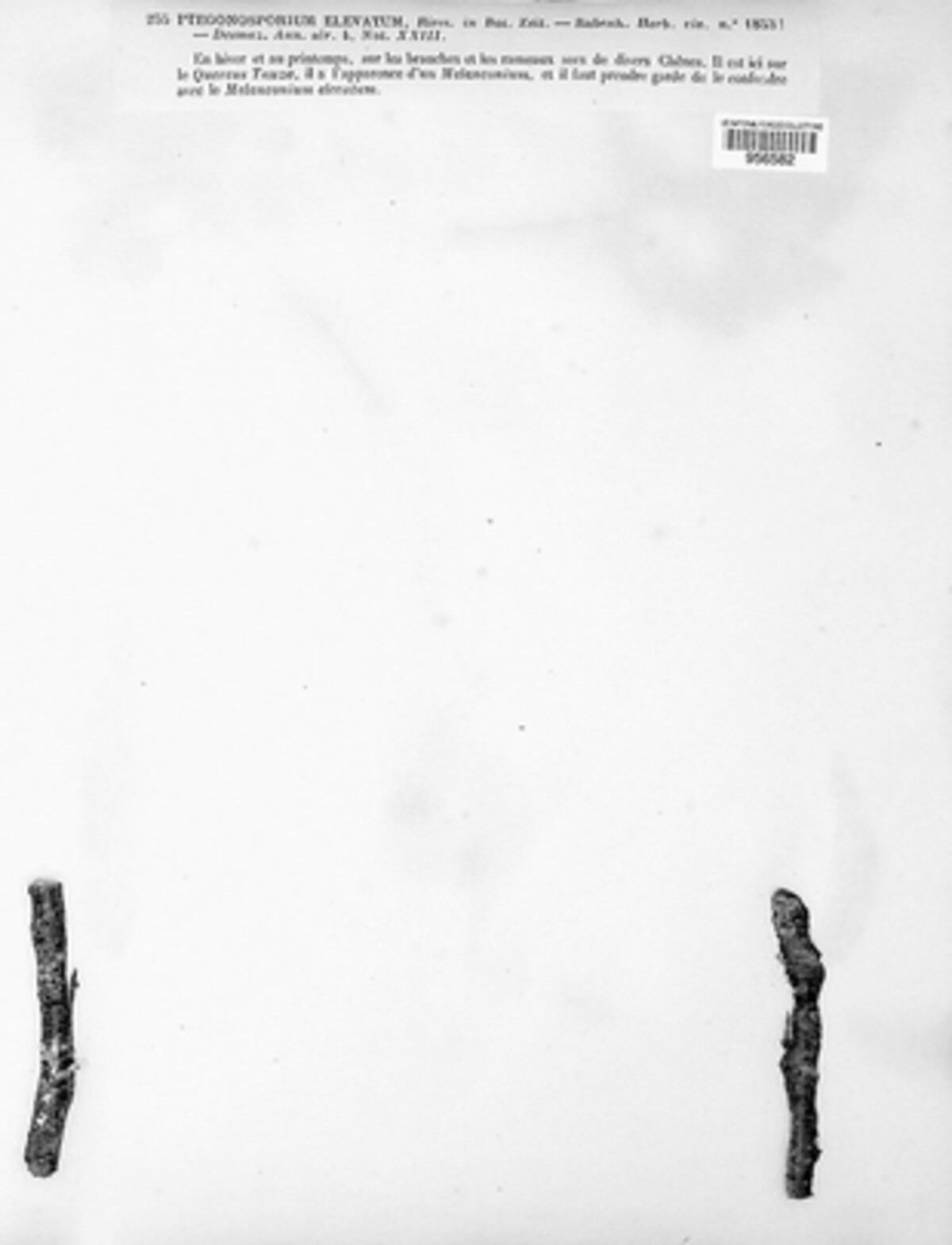 Coryneum elevatum image